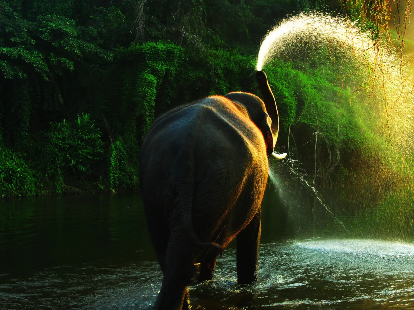 Rescued elephants at the river near Chiang Mai, Thailand